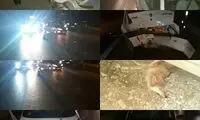 ورود گرگ به آزادراه پردیس - تهران حادثه آفرید