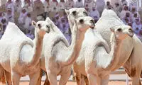 بزرگترین جشنواره شتر در جهان
