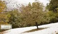 خودنمایی زمستان در پاییز