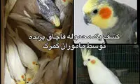 کشف محموله قاچاق پرنده در گمرک