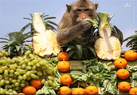 ضیافت میمون ها در تایلند
