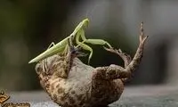 کشتی وزغ با ملخ! +عکس