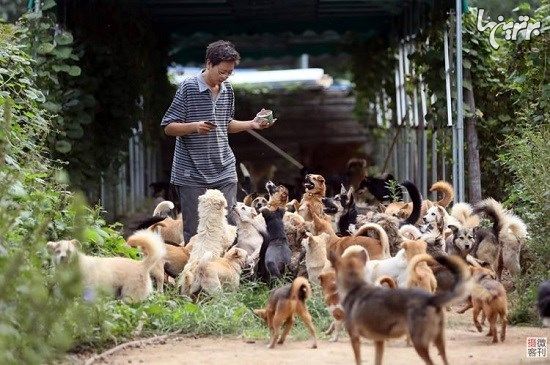 مرد چینی ۷۰۰ سگ ولگرد را در ۸ سال نجات داد