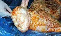 تولد بره ای با سر انسان! +عکس