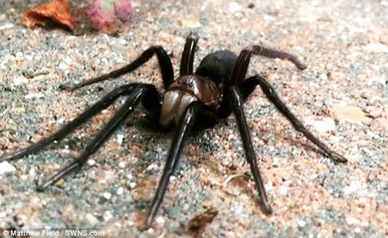 کشف بزرگترین ‎عنکبوت دنیا +عکس