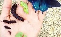 مردی که به تنهایی پروانه ها را از انقراض نجات داد!