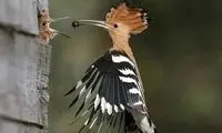 عکسهایی دیدنی، زیبا و دوست داشتنی