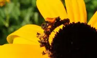 کرم هایی که خود را آرایش می‌کنند! +عکس