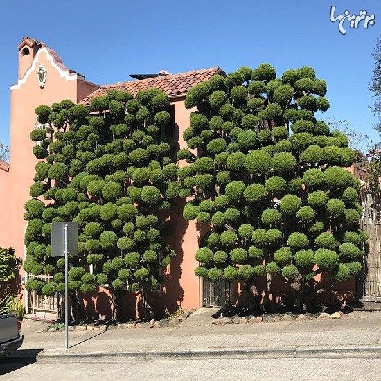 درخت آرایی‌های منحصربفرد سانفرانسیسکو