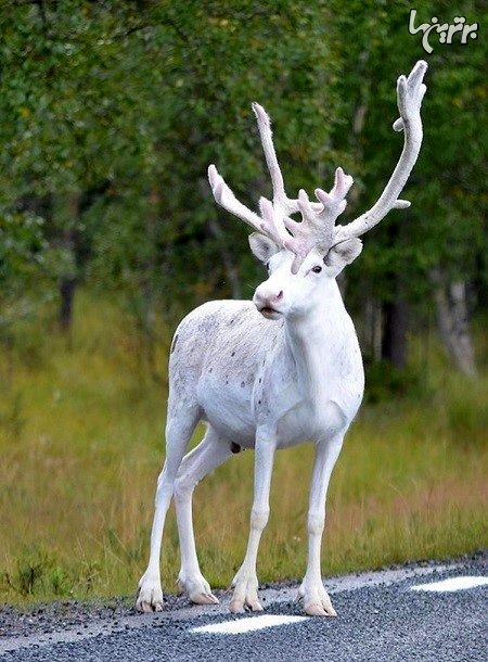 مشاهده گوزن سفید کمیاب در سوئد