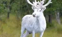 مشاهده گوزن سفید کمیاب در سوئد