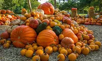خواص کدو حلوایی