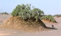 بلندترین گلدان بیابانی دنیا در ایران کشف شد
