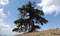 پیرترین درخت اروپا