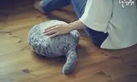 به جای حیوان خانگی این بالش را بخرید!