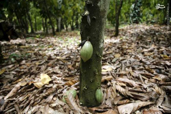 عکس: مزرعه کاکائو در نیجریه