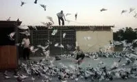 عاشقانه های یک کفترباز قدیمی +عکس