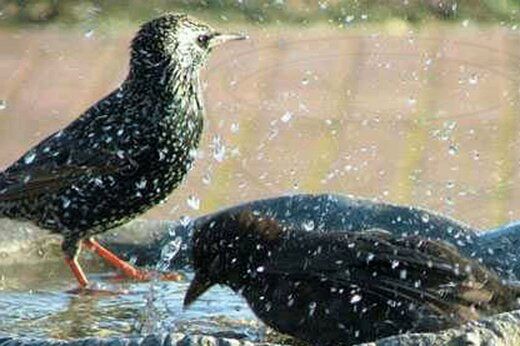 دل‌انگیزترین تصاویر از حمام دست‌جمعی پرندگان