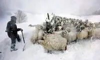 گرفتاری عشایر در برف و کولاک اهر!