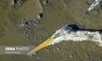 مشاهده آنفلوآنزای فوق حاد پرندگان در سه استان