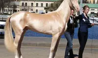 عکس: انتخاب زیباترین اسب جهان
