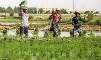 کاشت برنج در مبارکه اصفهان