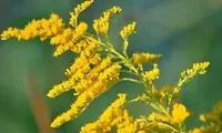 با خواص «علف طلایی» آشنا شوید