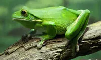قورباغه‌ای غول پیکر به اندازه انسان