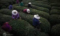 سرزمین چای