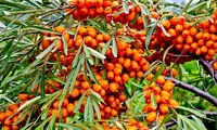 سنجد تلخ؛ فواید، عوارض و تداخلات دارویی