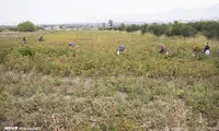 پنبه، چرخ زندگی و اشتغال در گرگان