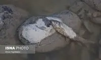 مرگ ماهی‌ها در رودخانه قزل اوزن