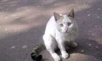 راز واکنش گربه‌ها به عبارت «مجید»