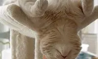گربه های بی خیال از مال و منال دنیا!