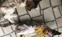 رنگ کردن وحشیانه دو بچه گربه (12+)