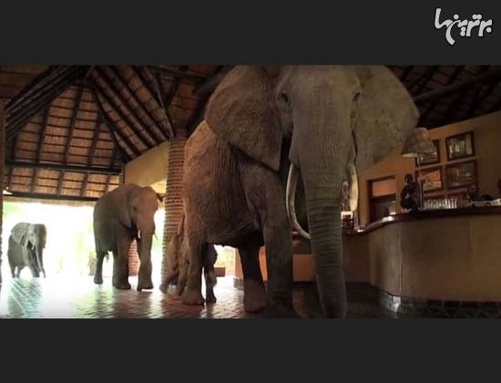 فیلم: هتلی که فیل ها از آن می گذرند!