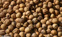 تویسرکان؛ پایتخت گردو در ایران