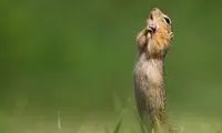 عکاسی از حیوانات در خنده‌‌دارترین موقعیت
