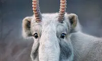 حیواناتی که شاید به زودی منقرض شوند