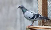 حیواناتی که مدال شجاعت گرفتند