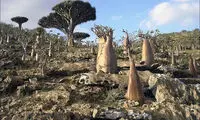 درختان خون اژدها +عکس