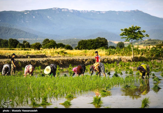 عکس: پایان فصل نشاکاری برنج در گرگان