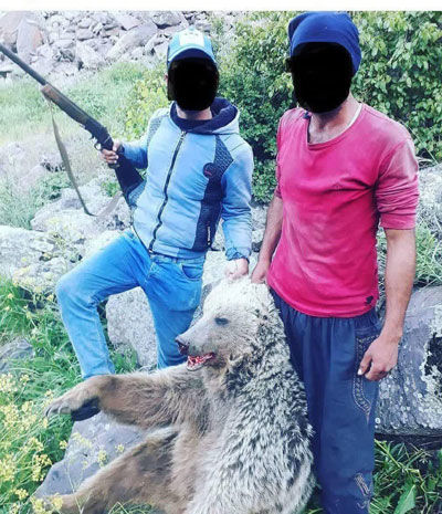 شناساییِ عاملان انتشار عکس کشتار خرس در ماکو