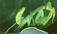 این جاندار، همسرش را می‌خورد!