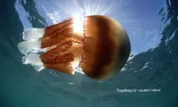 هزاران عروس غول پیکر در سواحل بریتانیا