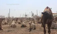 بازار ویژه فروش شتر در پاکستان +عکس