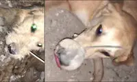 قتل عام تلخ سگ‌ها با دهان بسته!