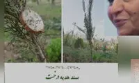 هفت نهال سرو به یاد سوسن طاقدیس