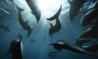 عکس روز نشنال جئوگرافیک؛ دنیای دلفین‌ها