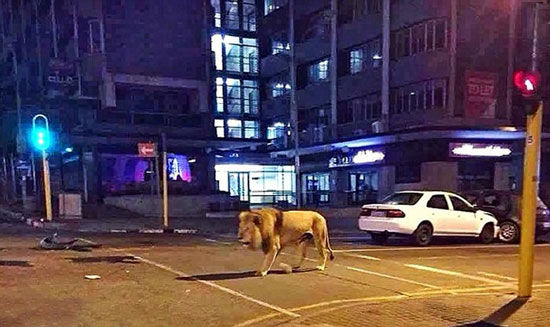 پرسه‌های تنهایی یک شیر در خیابان +عکس